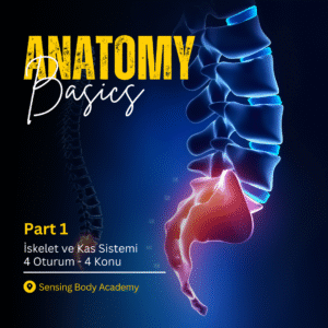 ANATOMY BASICS I