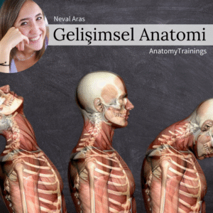 GELİŞİMSEL ANATOMİ