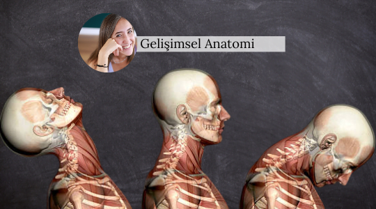 Gelişimsel Anatomi Gelişimsel Anatomi