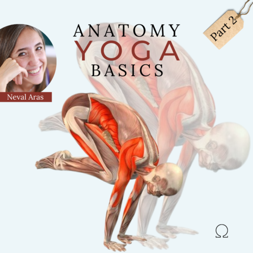 Yoga Anatomi Basics 2