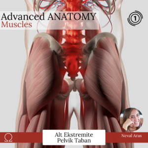 ADVANCED ANATOMY / MUSCLES 1 – Alt Ekstremite & Pelvic Taban
